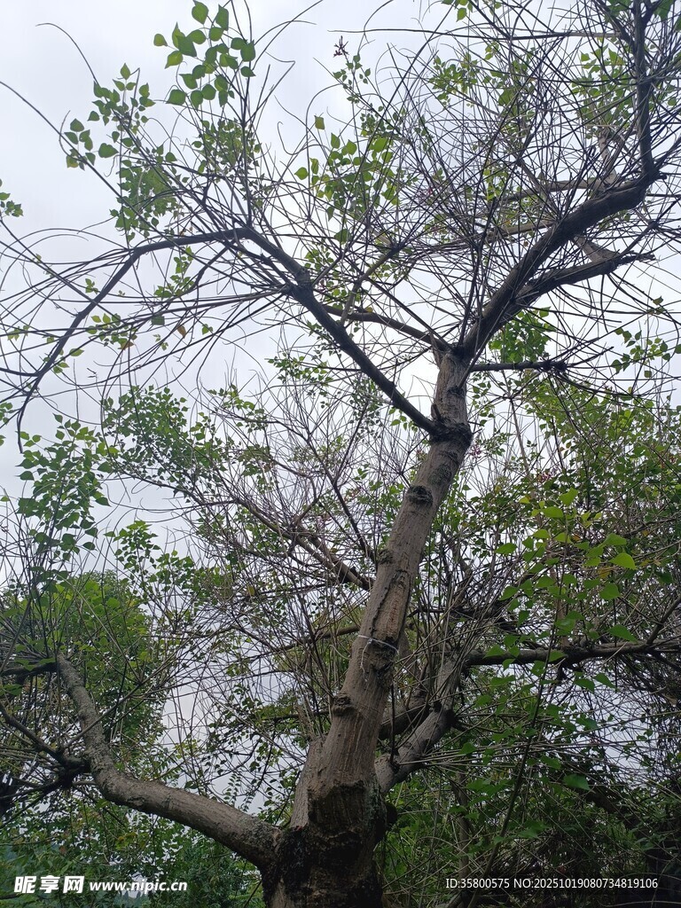 古老大树展现自然生命力