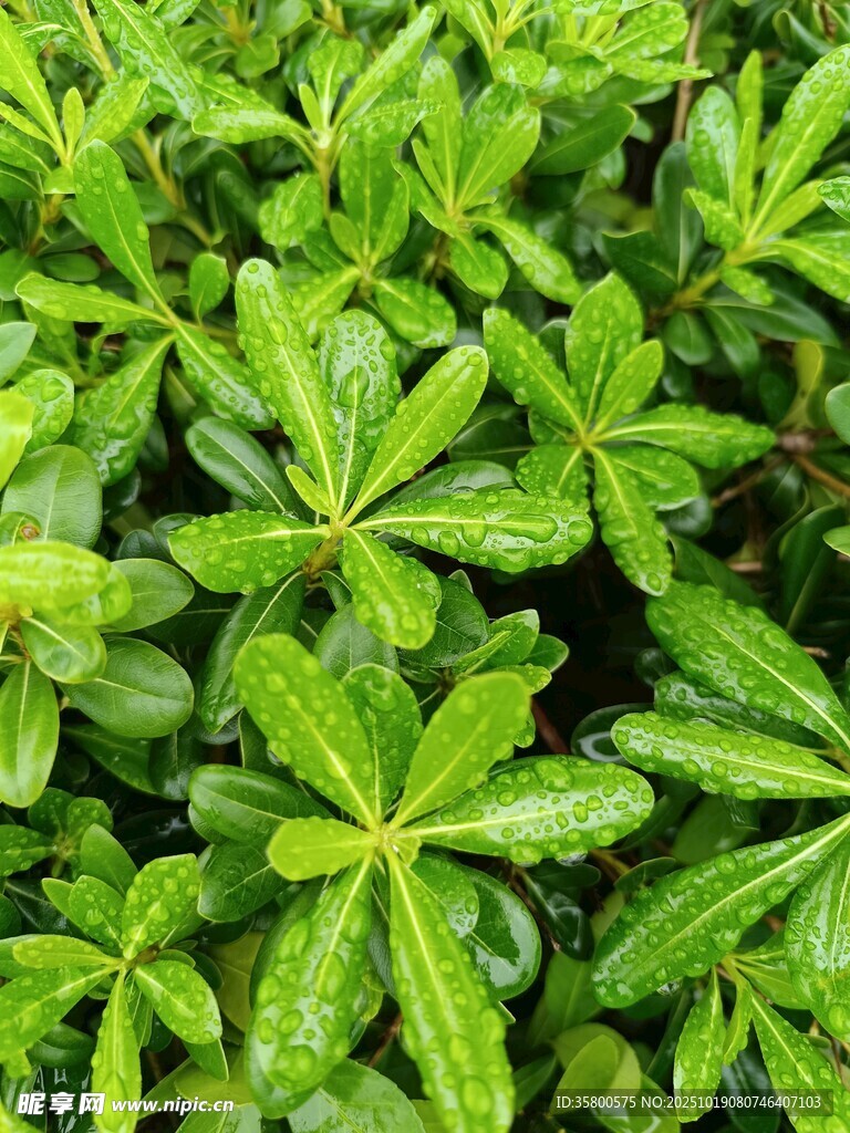 翠绿鲜嫩的植物叶片