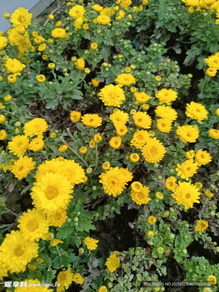 金黄灿烂的菊花绽放