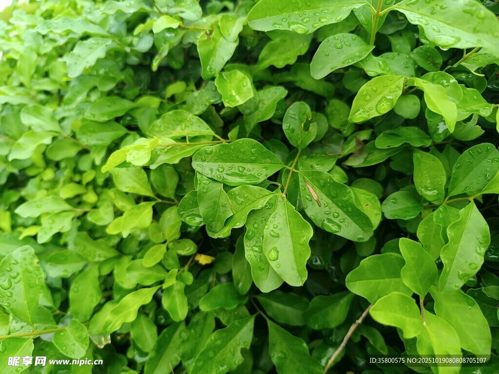 翠绿繁茂的植物叶片