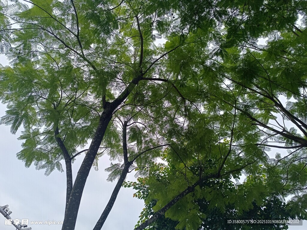 枝叶繁茂的绿树
