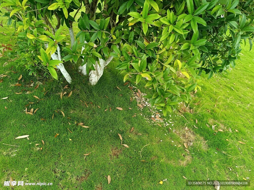 绿叶覆草地的清新景致