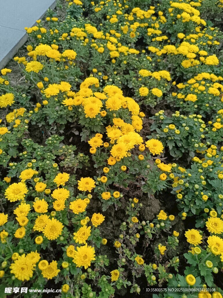金黄灿烂的花卉景观