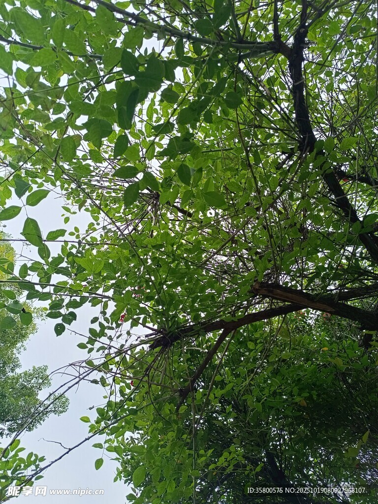 繁茂枝叶下的天空一角