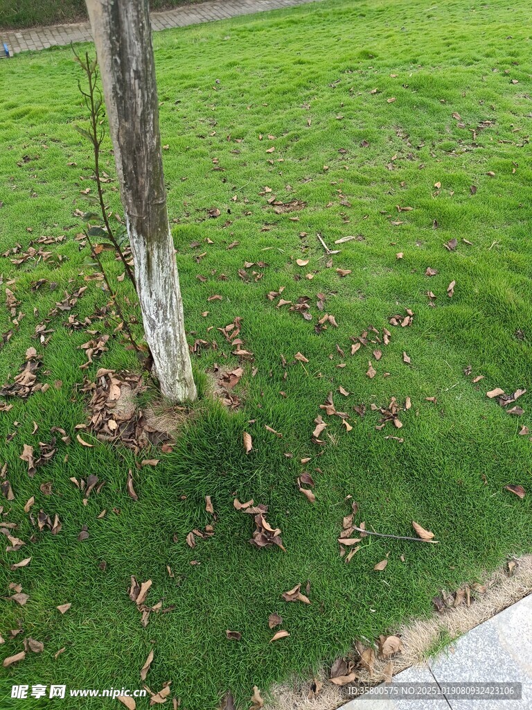 树下草地与落叶景象