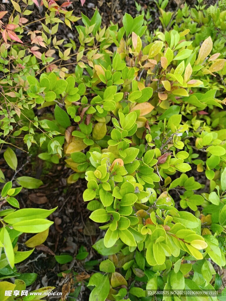 翠绿繁茂的多彩植物景观