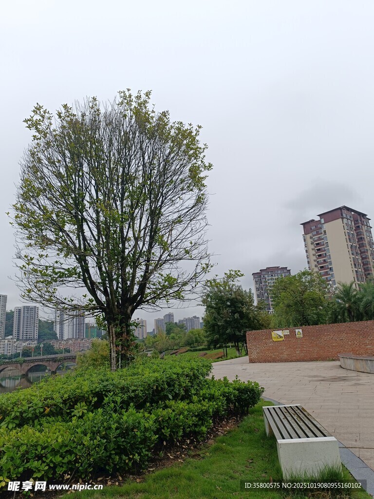 城市中葱郁的树木与绿植