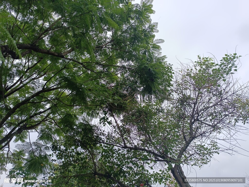 绿树蓝天 