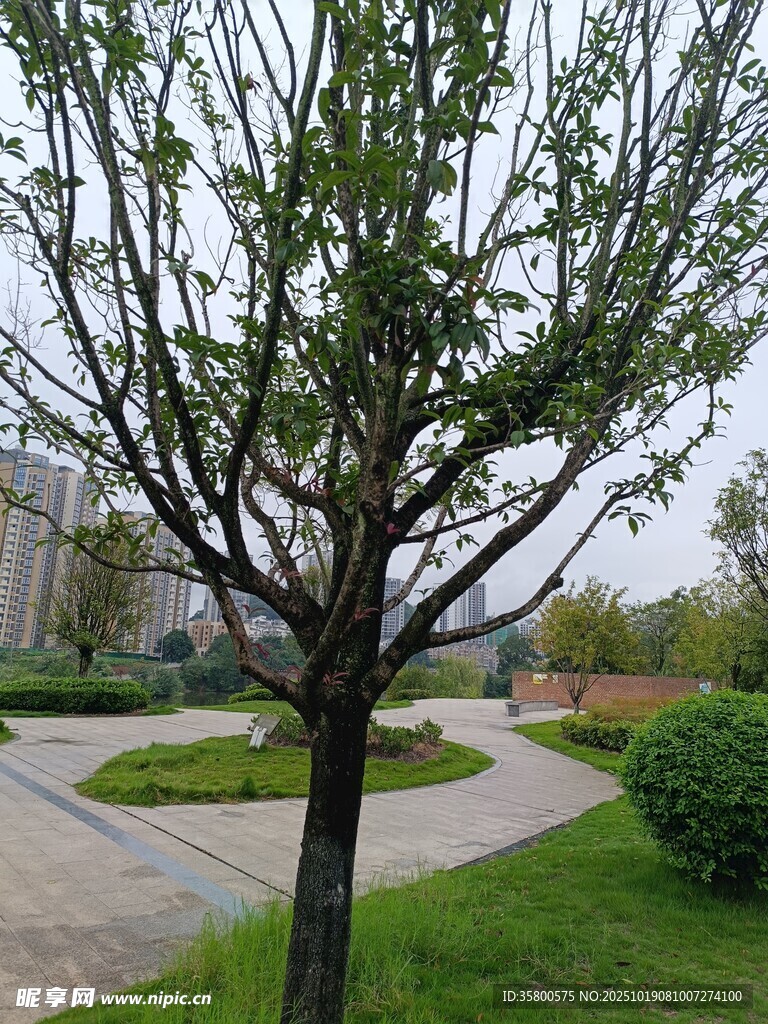 公园中的绿树与小径