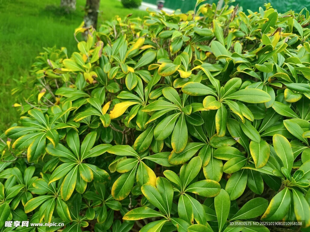 绿叶繁茂的灌木丛