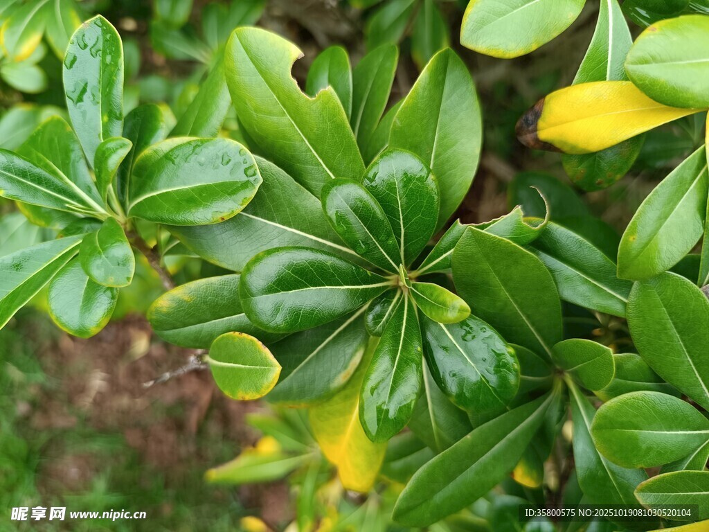 翠绿叶片间的黄色小花