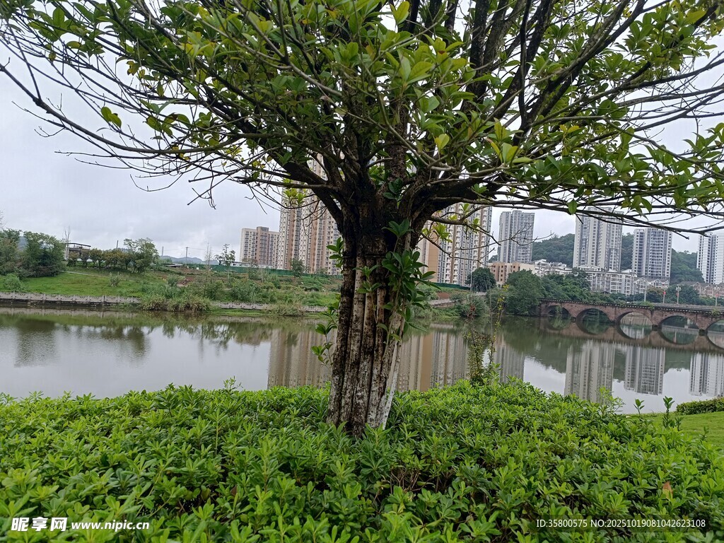 湖畔绿树与城市景观
