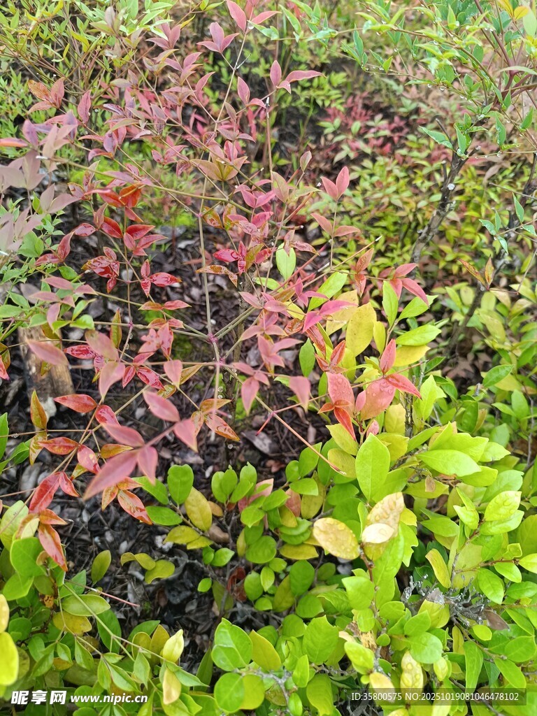 多彩植物景观