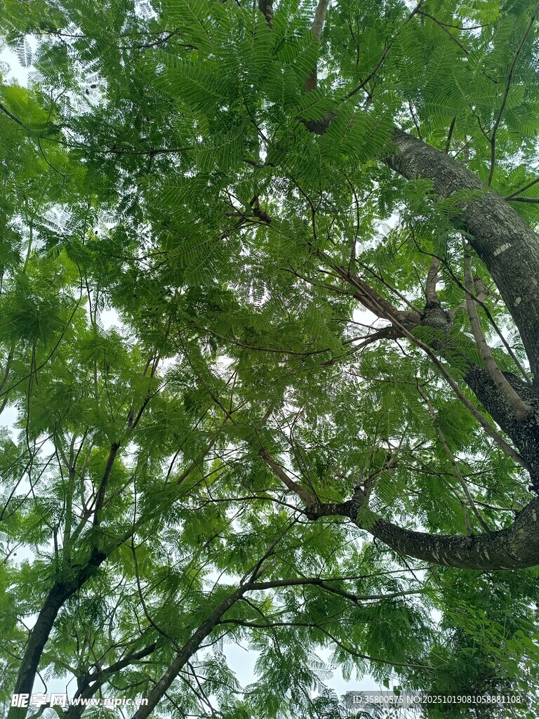 仰视繁茂绿树树冠