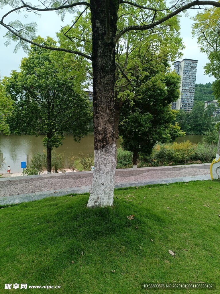 公园内的绿树与开阔草坪
