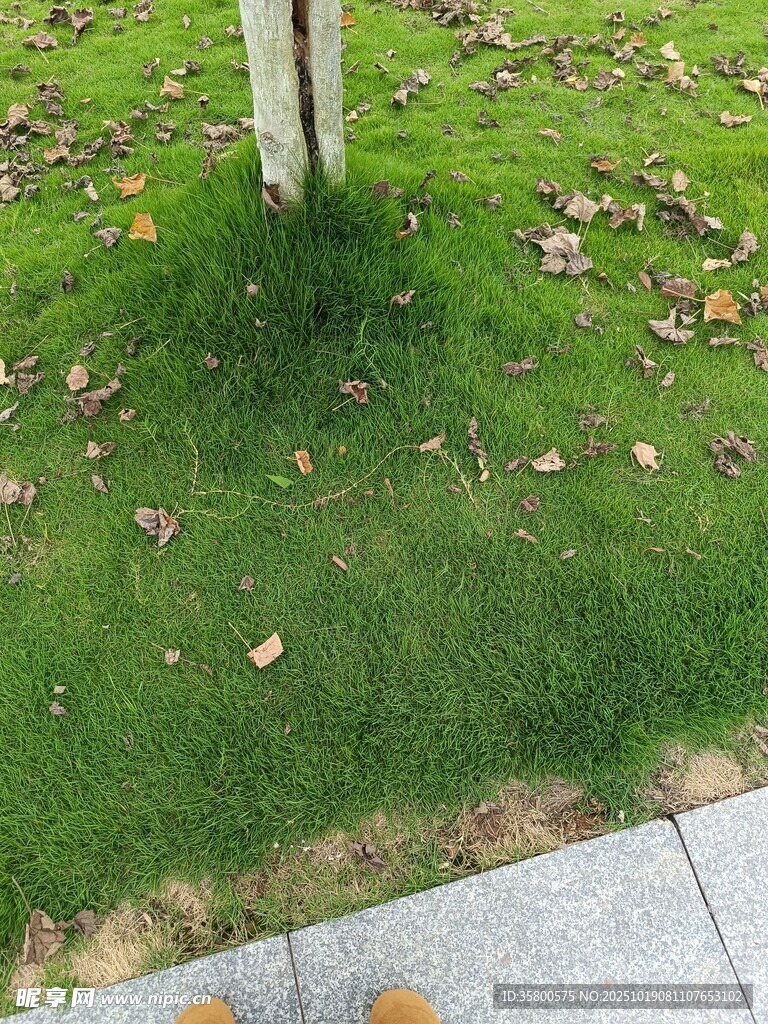 草地旁树干下的散落秋叶