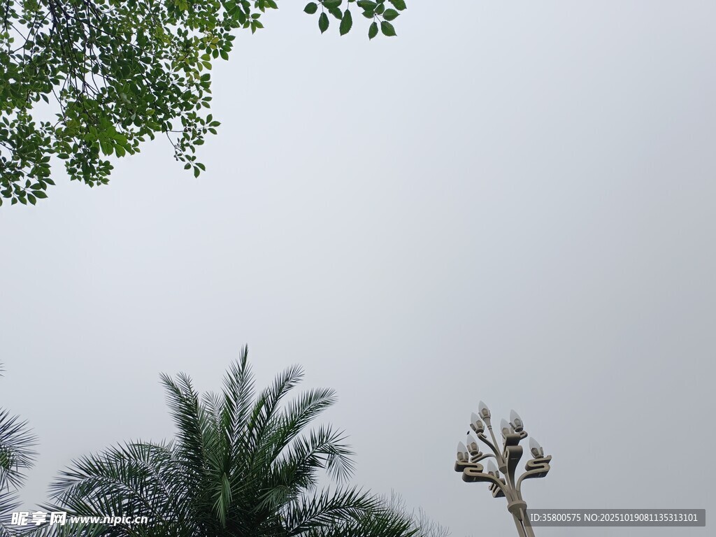 树梢之上的朦胧天空