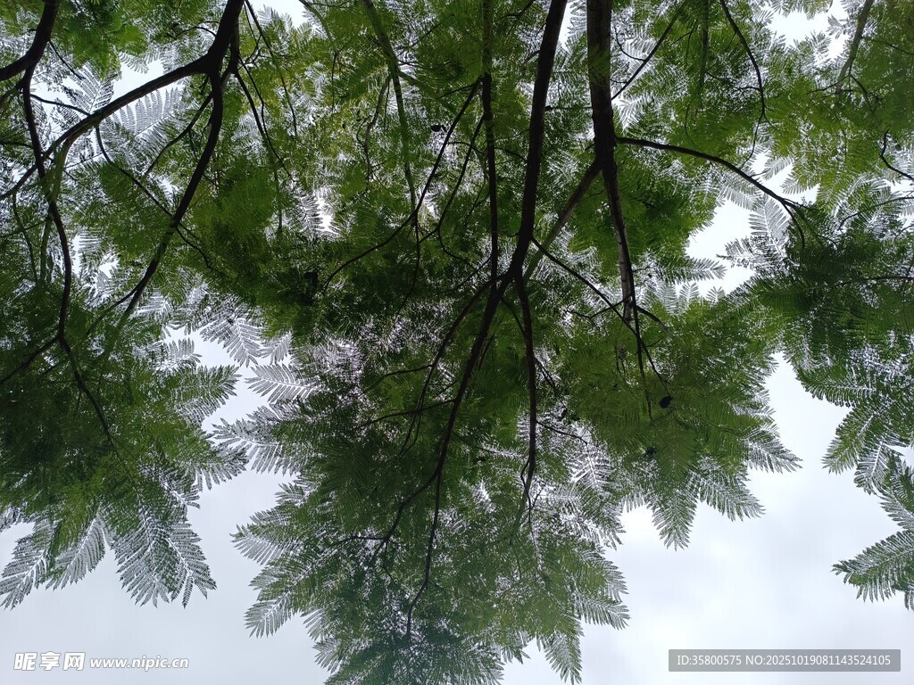 仰视翠绿繁茂的树枝
