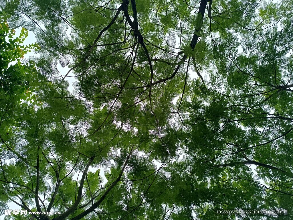 仰视茂密繁茂的绿树树冠