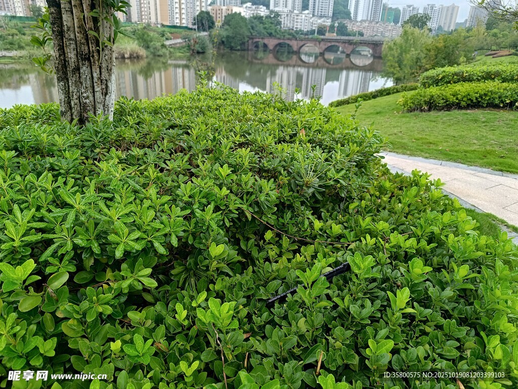 城市中的绿意盎然景观