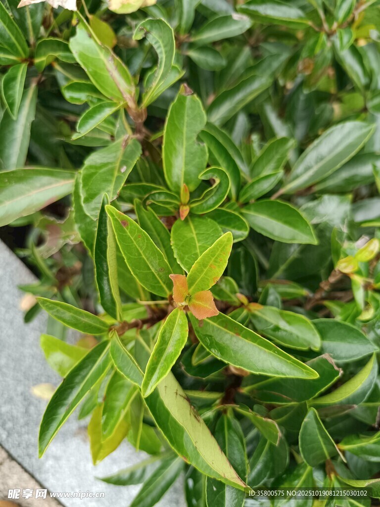 翠绿叶片的植物特写