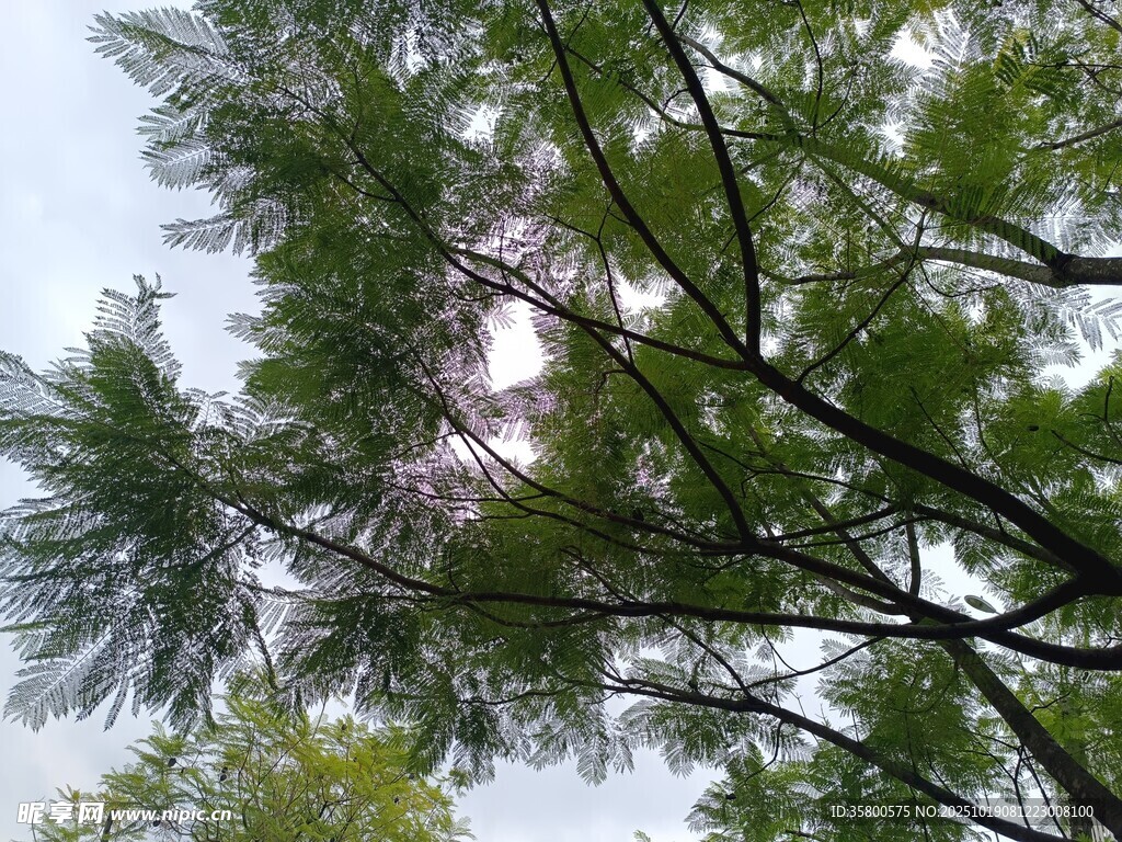 枝叶繁茂的树木