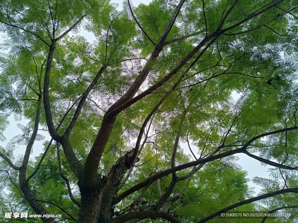 仰视繁茂绿树树冠