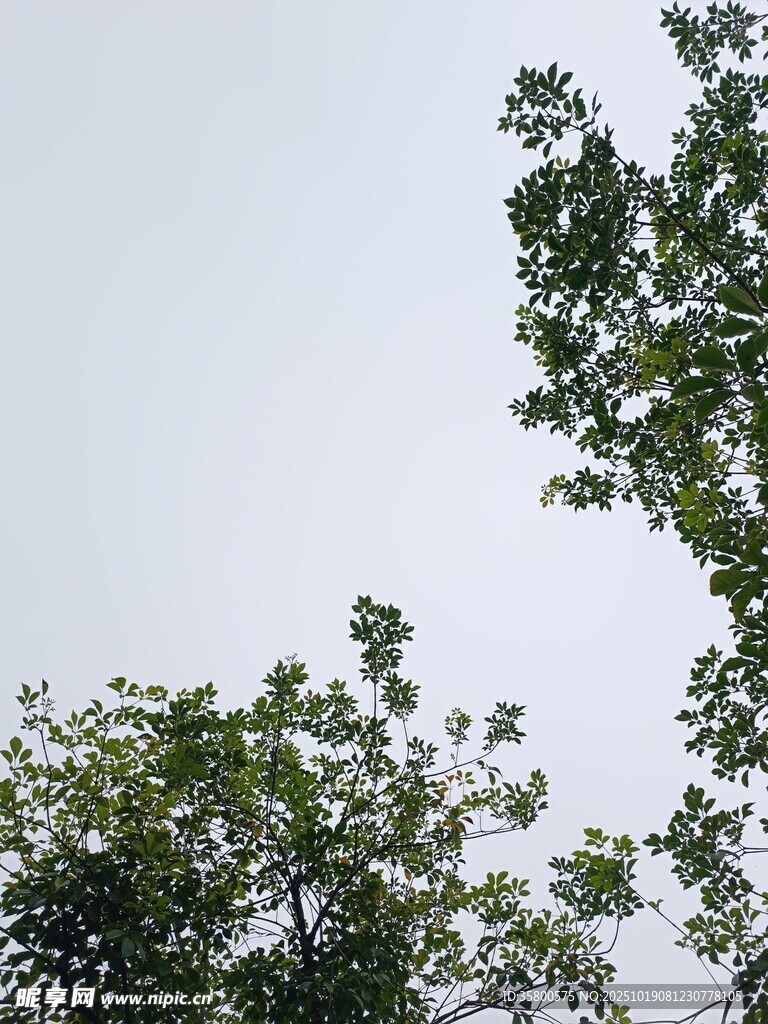 仰视绿树与天空景象