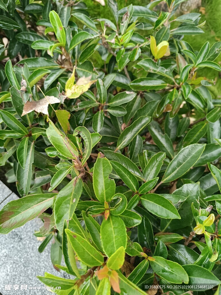 绿叶间绽放的黄色小花
