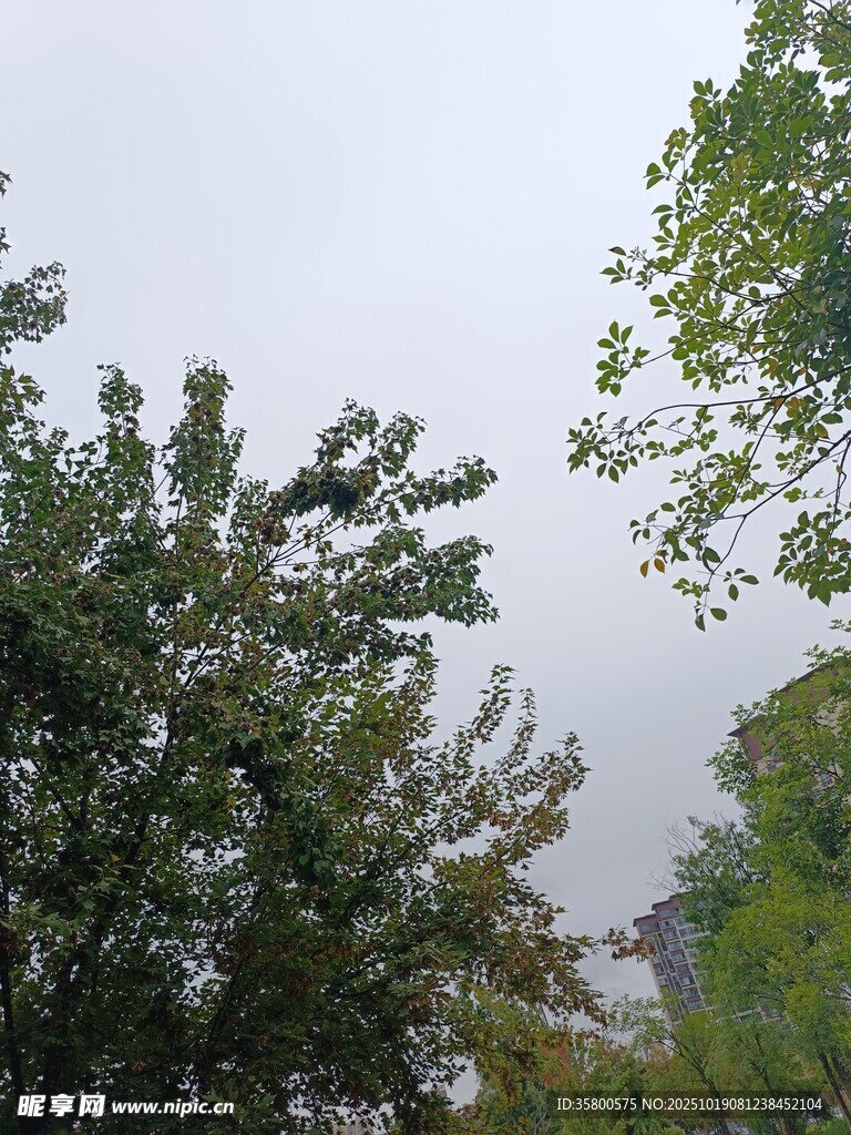 阴天中的繁茂绿树