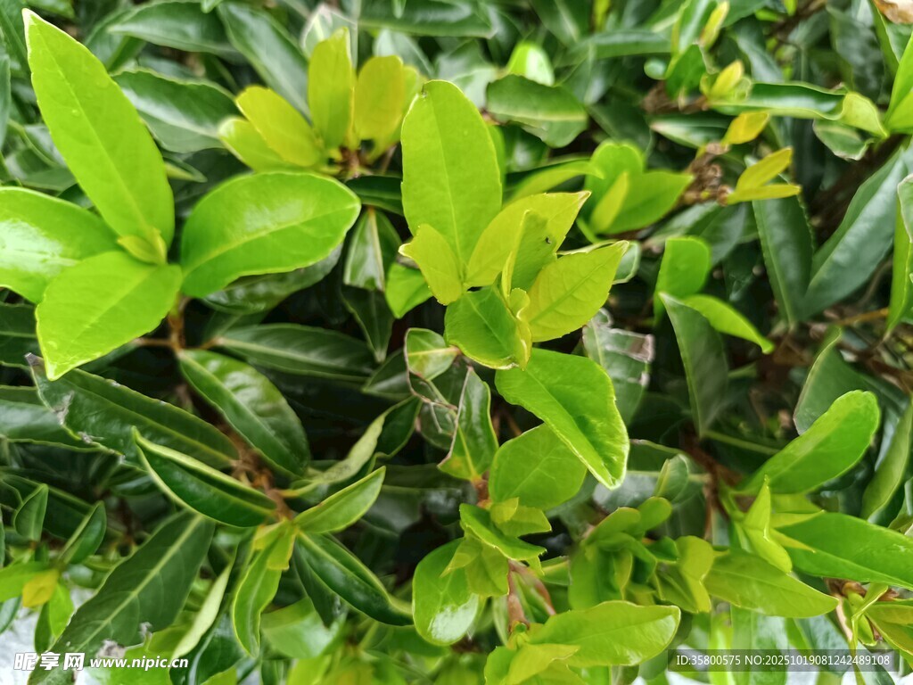 翠绿繁茂的植物叶片