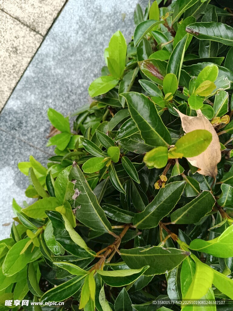 绿叶丛中一片枯叶