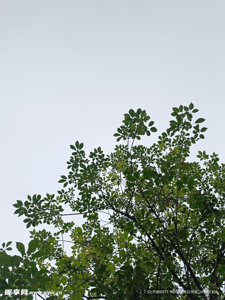 向上生长的繁茂绿树