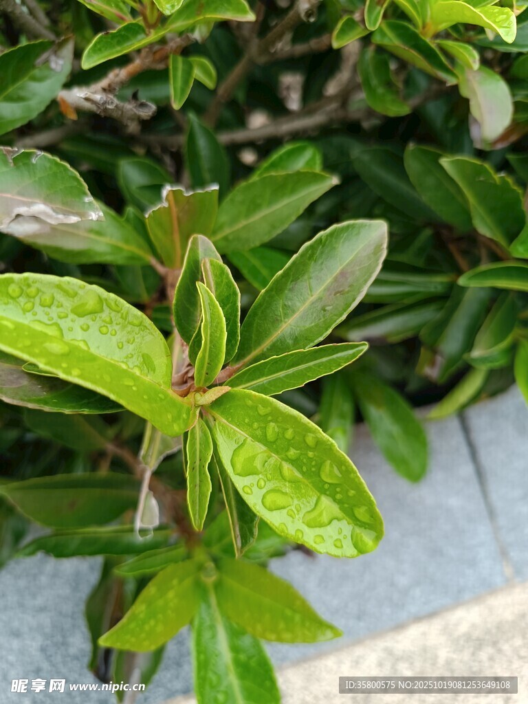翠绿叶片植物特写