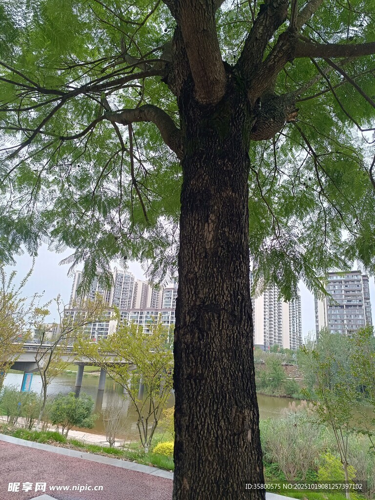 城市中茂盛的大树