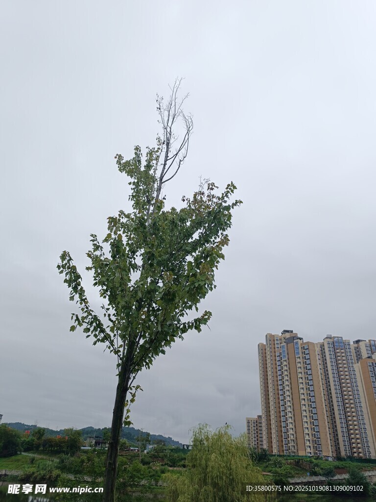 孤树挺立 