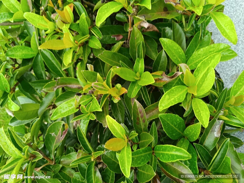 翠绿繁茂的绿植叶片