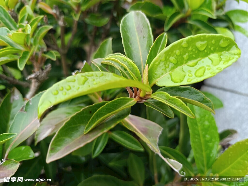 翠绿叶片的植物特写