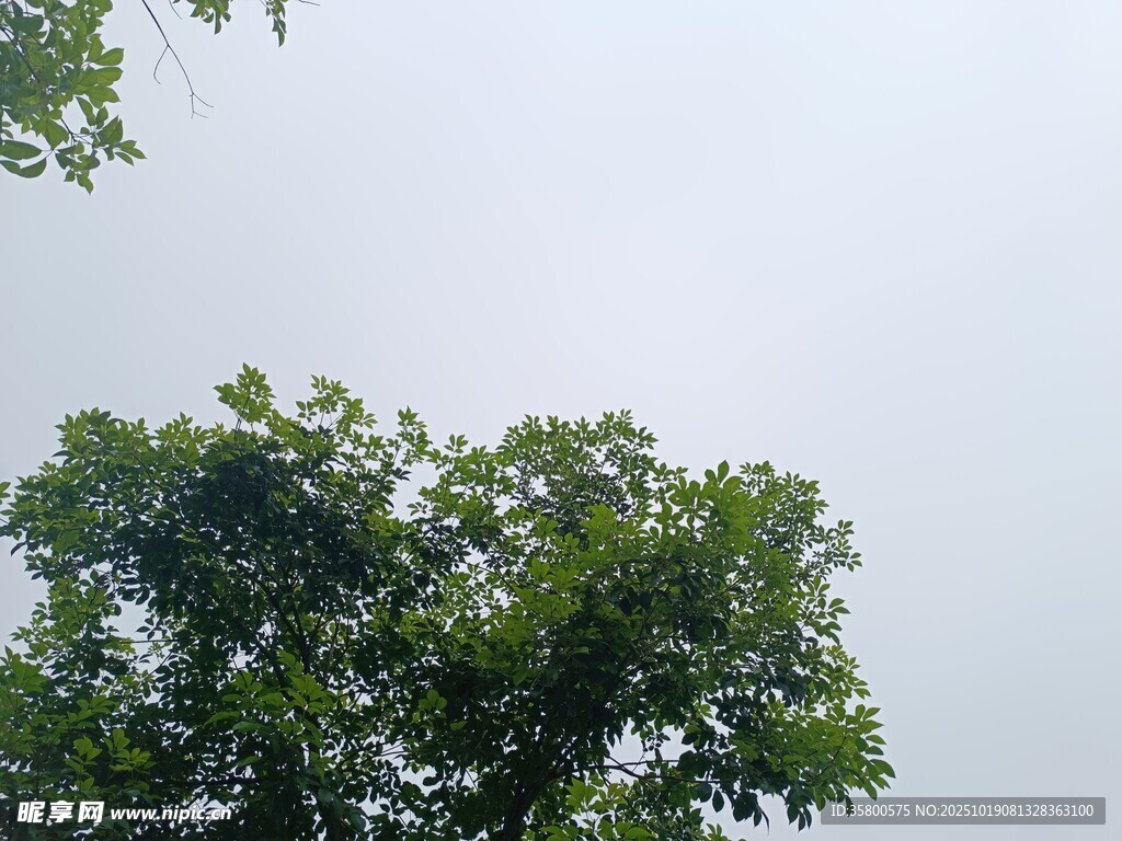 绿树映蓝天的清新景象