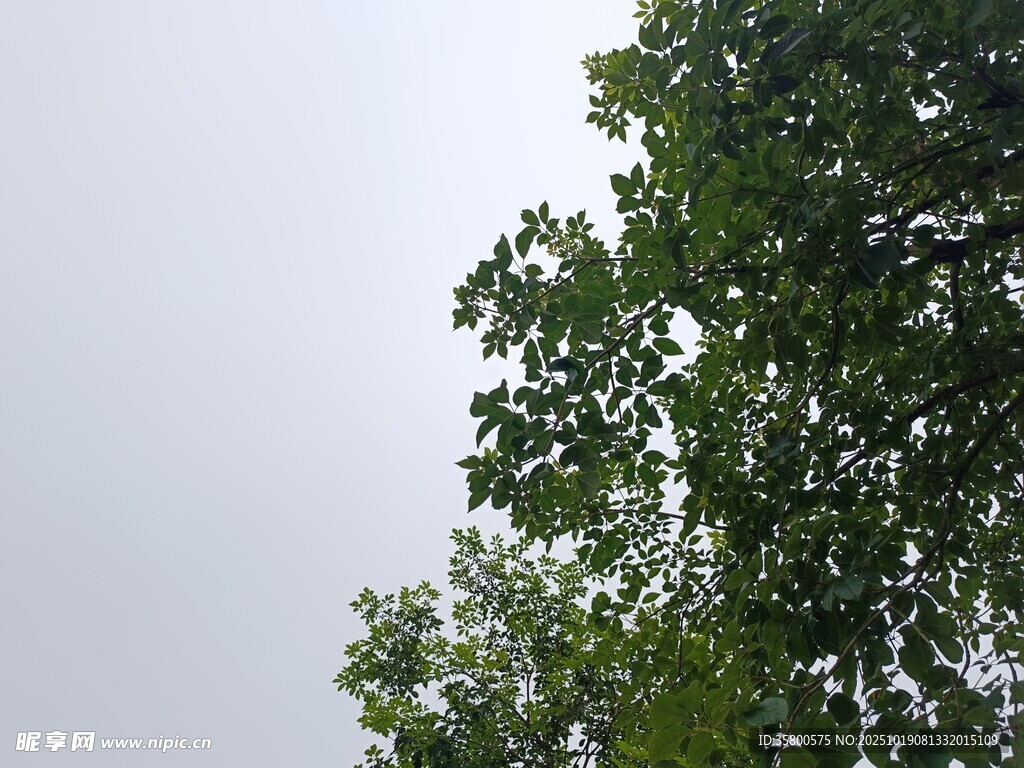 绿叶映灰天