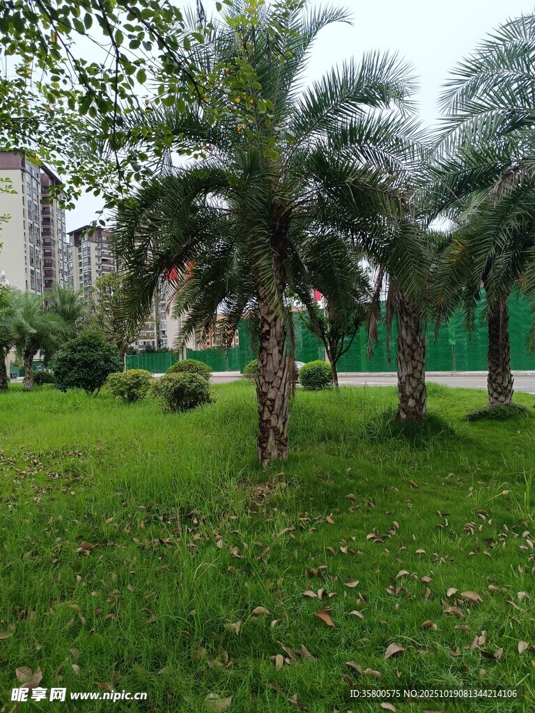 小区内的棕榈树与绿地
