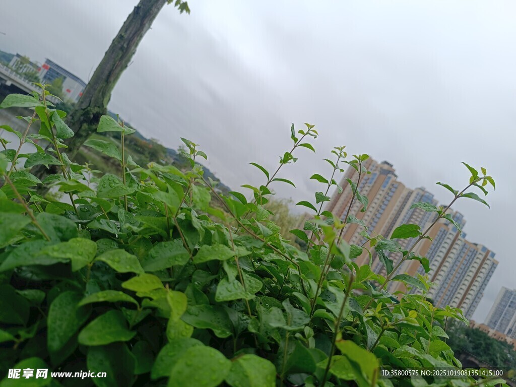 城市中繁茂的绿色植物