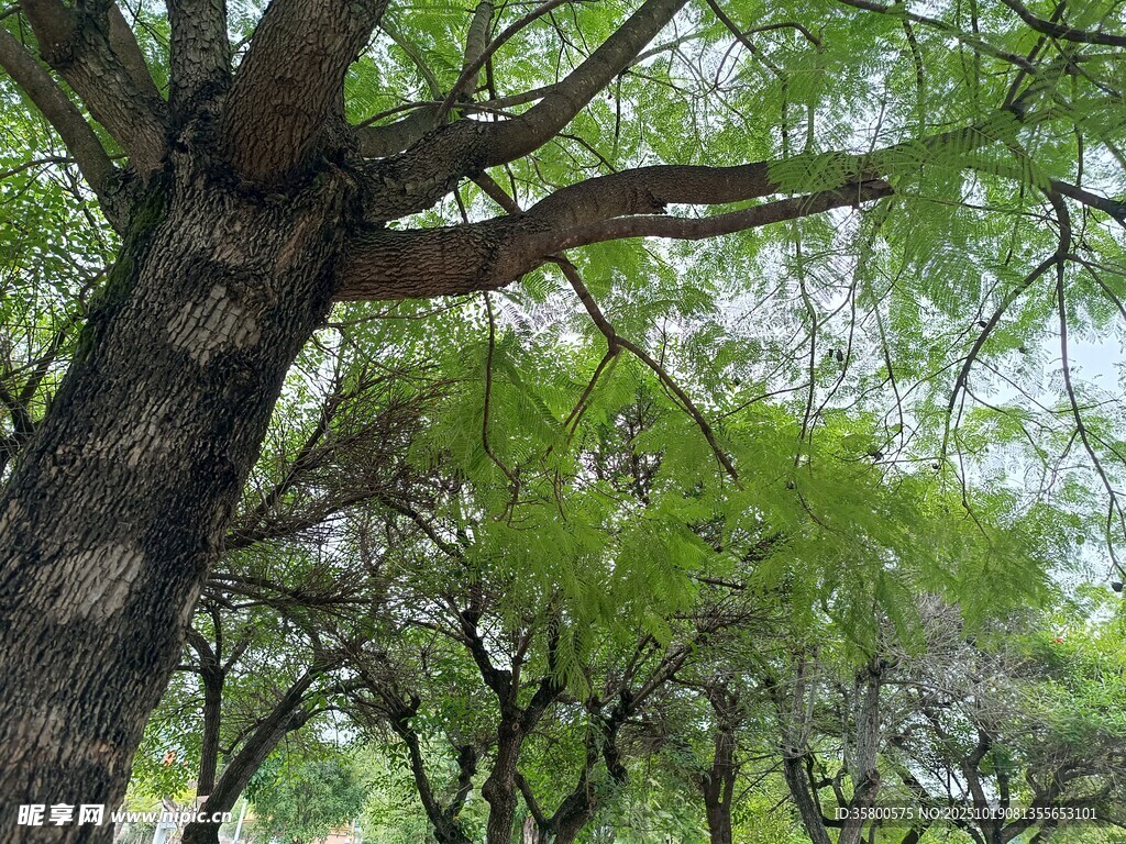 繁茂大树展现自然生机