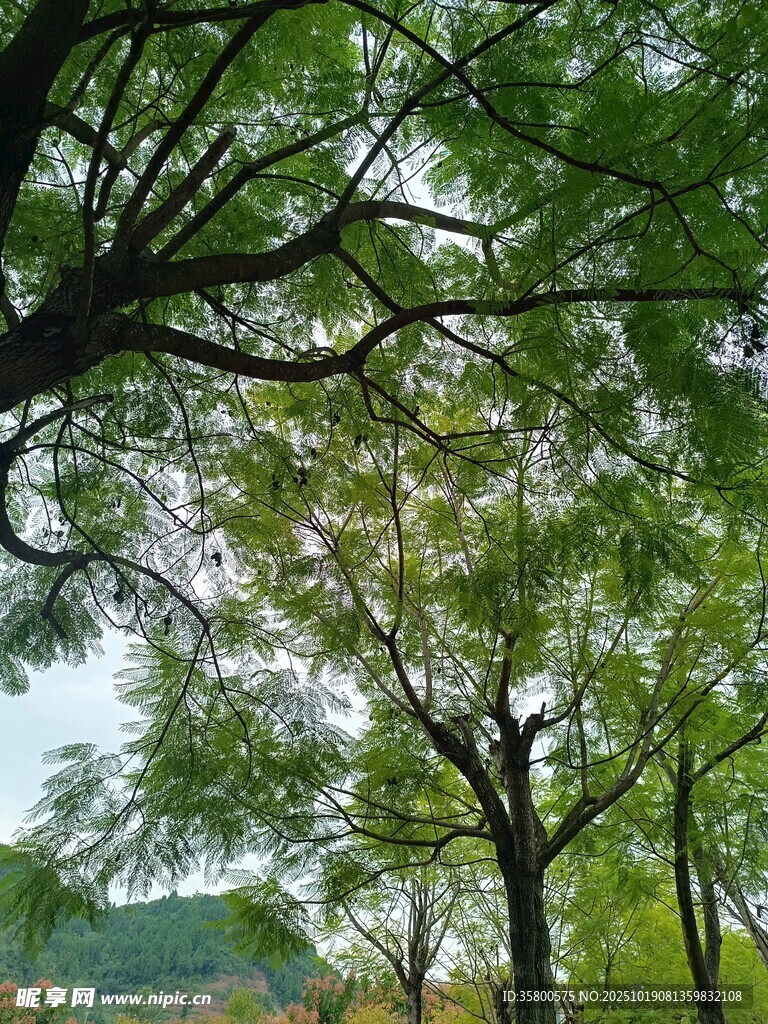 绿荫下的清新自然景致