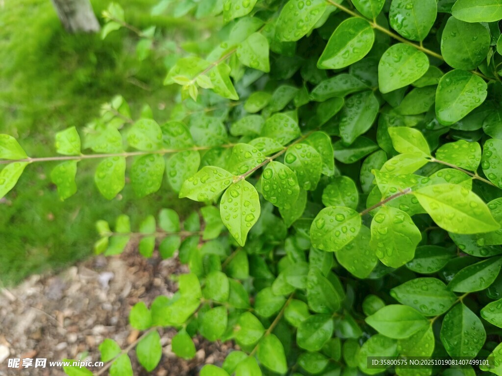 翠绿繁茂的蕨类植物景观