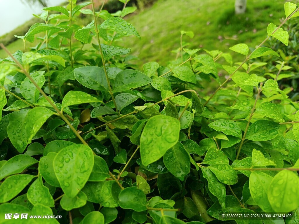 翠绿繁茂的植物群落