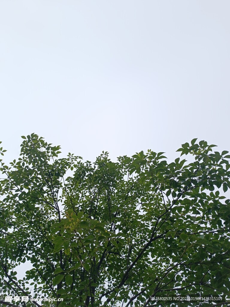 树梢上的绿意