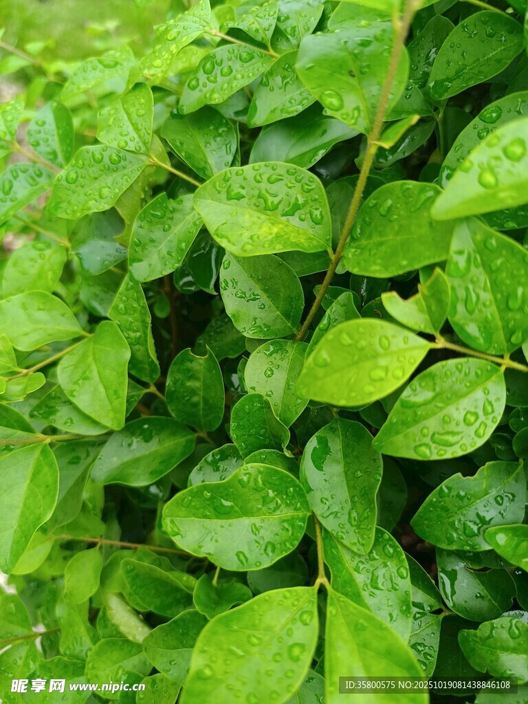 翠绿欲滴的鲜嫩叶片