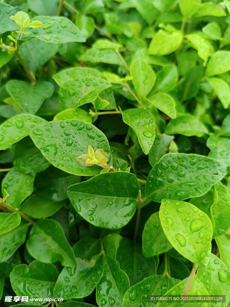 翠绿叶片的清新植物画面