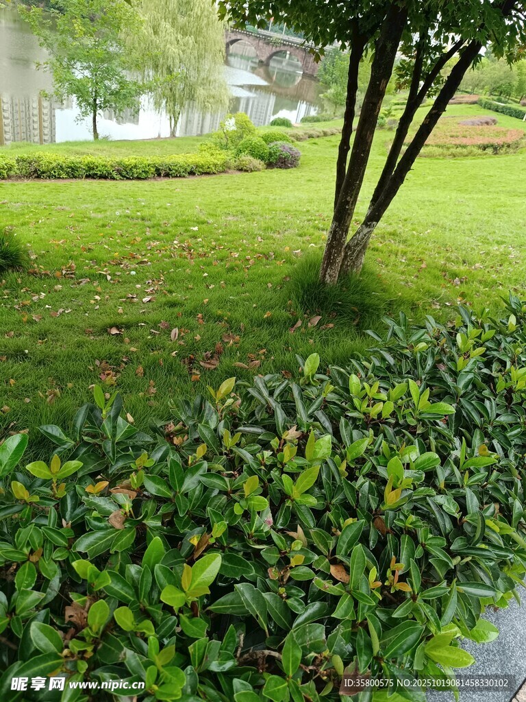 绿意盎然的公园绿化景观